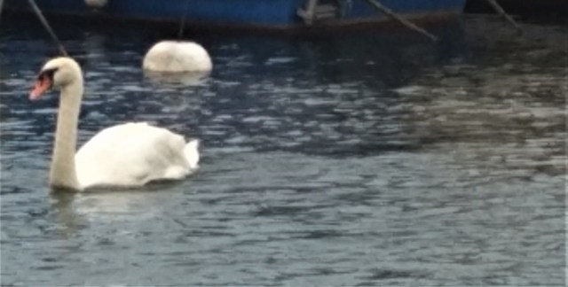 swan swimming Geneva cropped